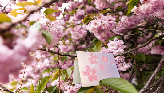 Cherry Blossom Greeting Card